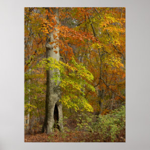 Póster Esplendor del otoño