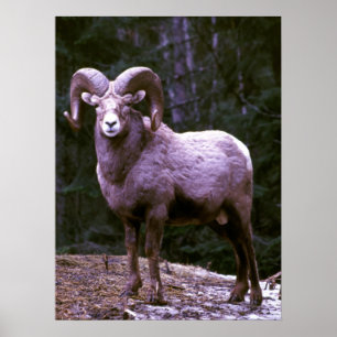 Póster Espolón del Bighorn