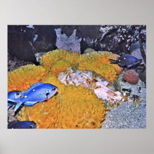 Póster Esponja amarilla