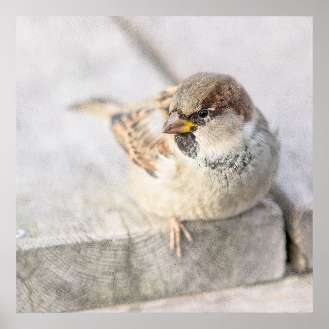 Póster Espuma - Después del Transatlántico (Frente)