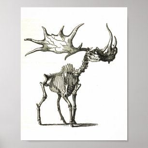 Póster esqueleto de alce, historia natural, naturaleza, h