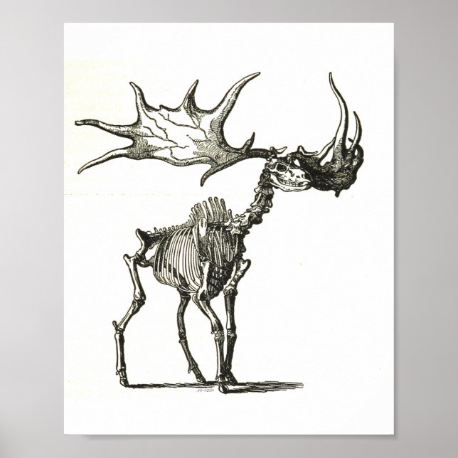 Póster esqueleto de alce, historia natural, naturaleza, h (Frente)