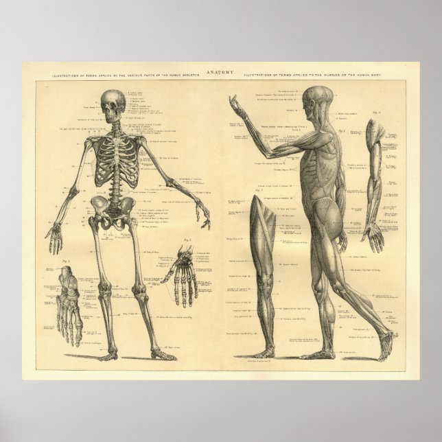 Póster Esqueleto de anatomía humana y músculos del cuerpo (Frente)
