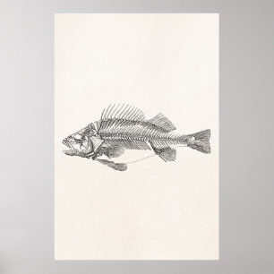 Póster Esqueleto de los pescados de la perca del vintage