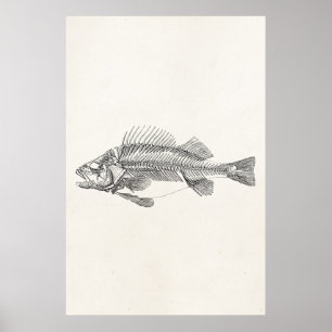 Póster Esqueleto de pescado de perca vintage - Plantilla