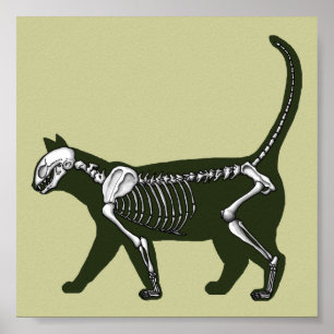 Póster Esqueleto del gato
