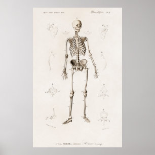 Póster Esqueleto humano