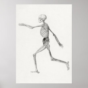 Póster Esqueleto humano, vista lateral (1795–1806)
