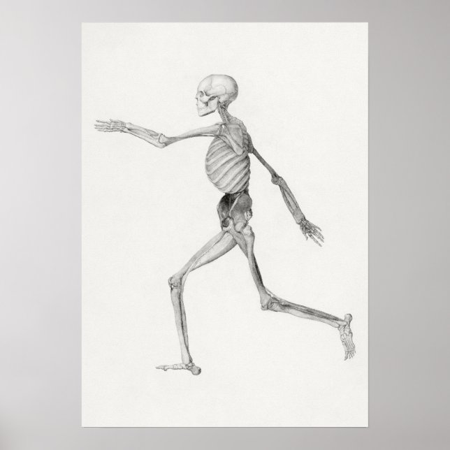 Póster Esqueleto humano, vista lateral (1795–1806) (Frente)