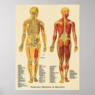 Póster Esqueleto muscular Anatomía esquelética Gráfica po