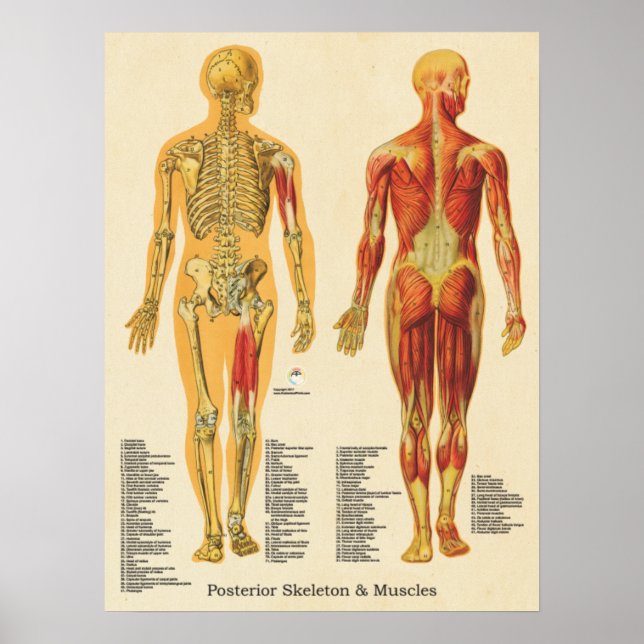 Póster Esqueleto muscular Anatomía esquelética Gráfica po (Frente)