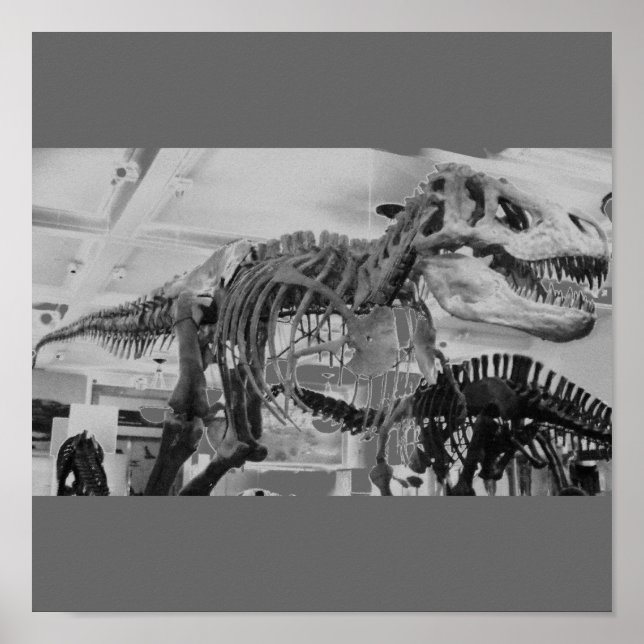 Póster Esqueleto T-Rex B+W (Frente)
