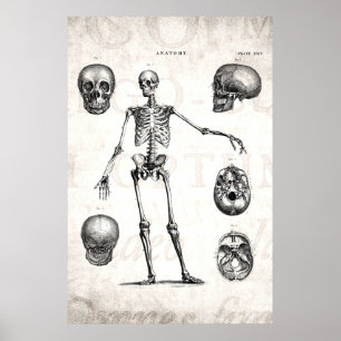 Póster Esqueletos antiguos de la anatomía de los esquelet