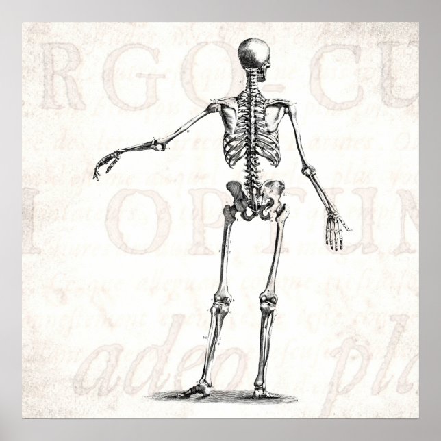 Póster Esqueletos antiguos de la anatomía de los esquelet (Frente)
