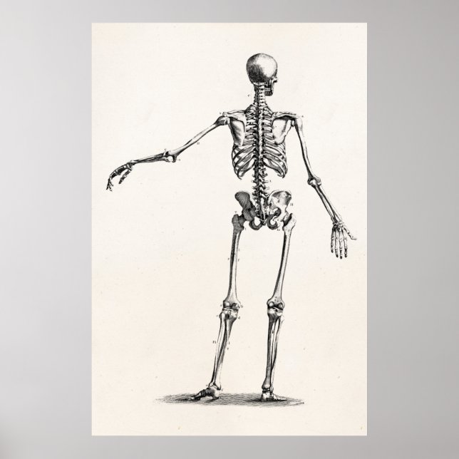 Póster Esqueletos antiguos de la anatomía de los esquelet (Frente)