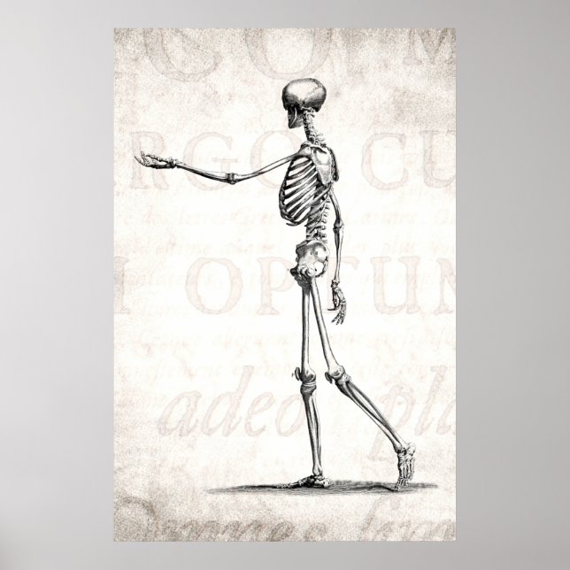 Póster Esqueletos antiguos de la anatomía de los esquelet (Frente)