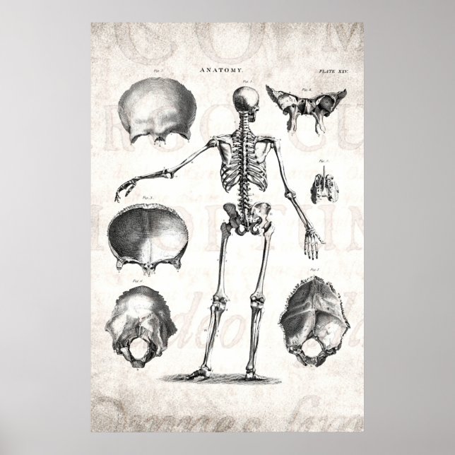 Póster Esqueletos antiguos de la anatomía de los esquelet (Frente)