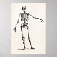 Esqueletos antiguos de la anatomía retro de esquel
