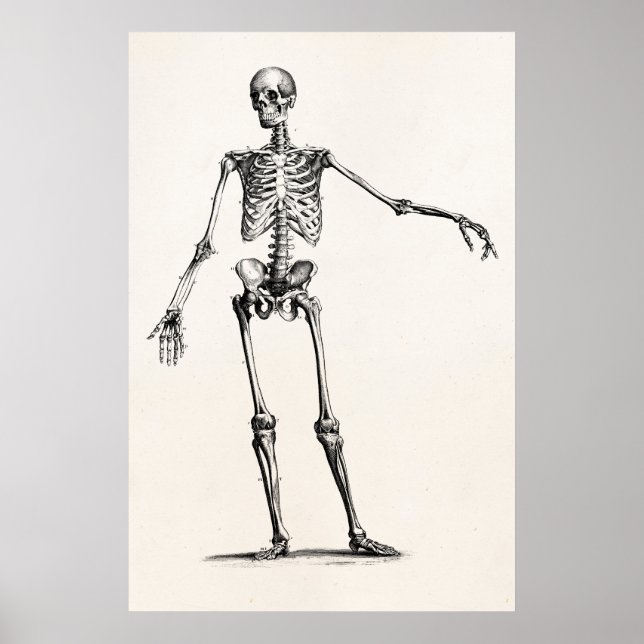 Póster Esqueletos antiguos de la anatomía retro de esquel (Frente)