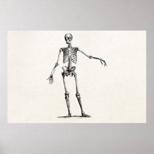 Póster Esqueletos antiguos de la anatomía retro de esquel