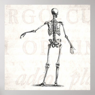 Póster Esqueletos antiguos esqueléticos de la anatomía de