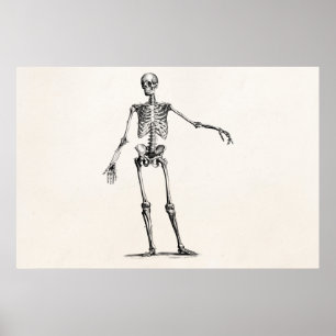 Póster Esqueletos retros esqueléticos de la anatomía de