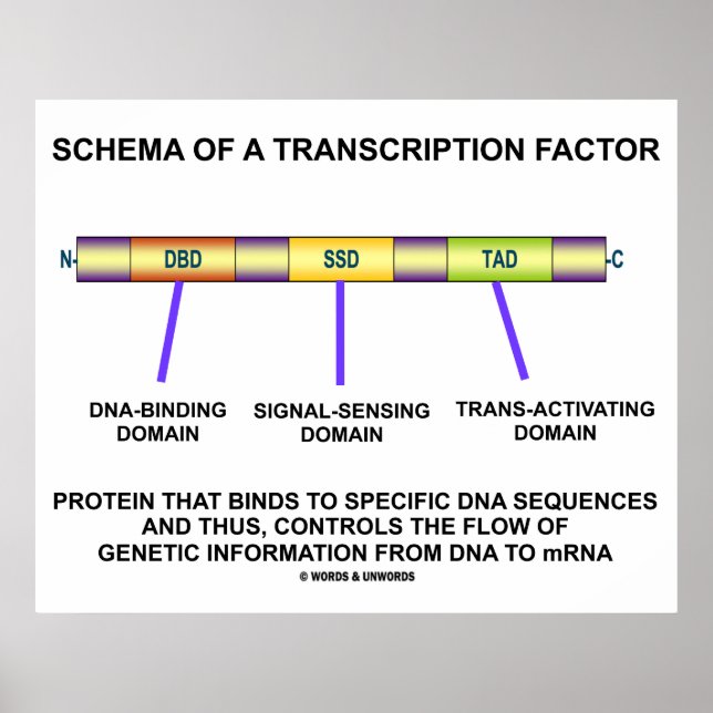 Póster Esquema De Un Factor De Transcripción (Proteína) (Frente)