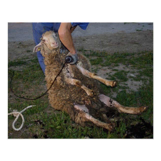 Póster Esquivamiento de ovejas (Anverso)