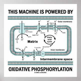 Póster Esta Máquina Alimentada Por Fosforilación Oxidativ