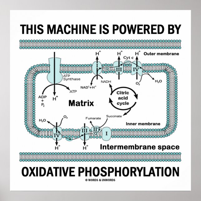 Póster Esta Máquina Alimentada Por Fosforilación Oxidativ (Frente)