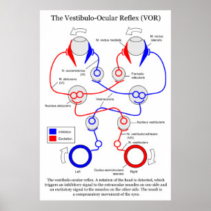 Póster Estabilizar el movimiento de ojos de Vestibulo Ocu