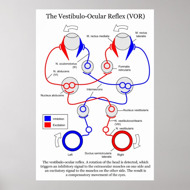 Póster Estabilizar el movimiento de ojos de Vestibulo Ocu (Frente)