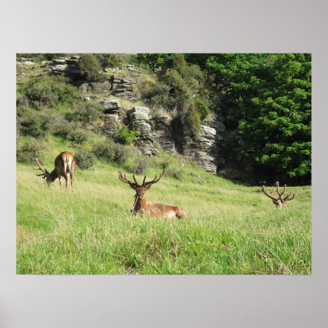 Póster Estadios de Nueva Zelanda (Frente)