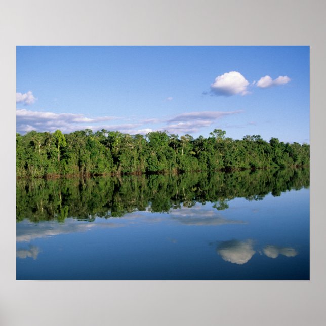 Póster Estado de Mato Grosso, Amazonia, Brasil. Boscoso (Frente)