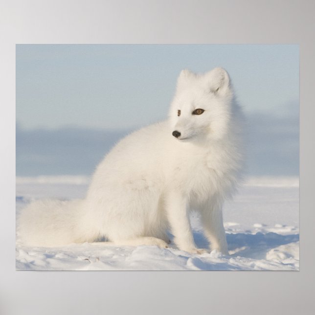 Póster Estados Unidos, Alaska, 1002 Llanura costera del Á (Frente)