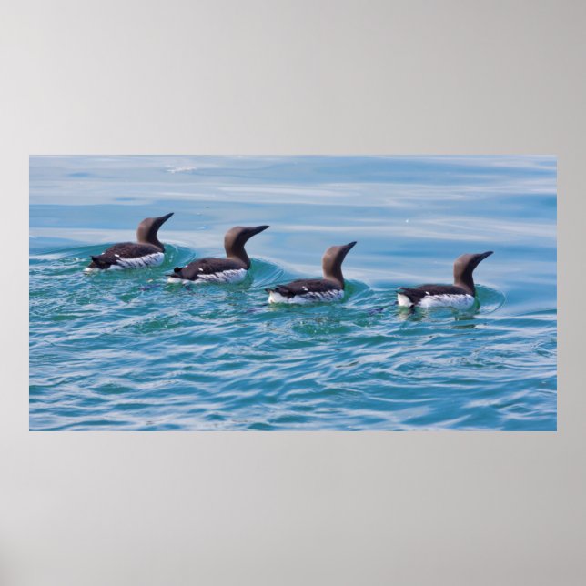 Póster Estados Unidos, Alaska, Parque Nacional Glacier Ba (Frente)