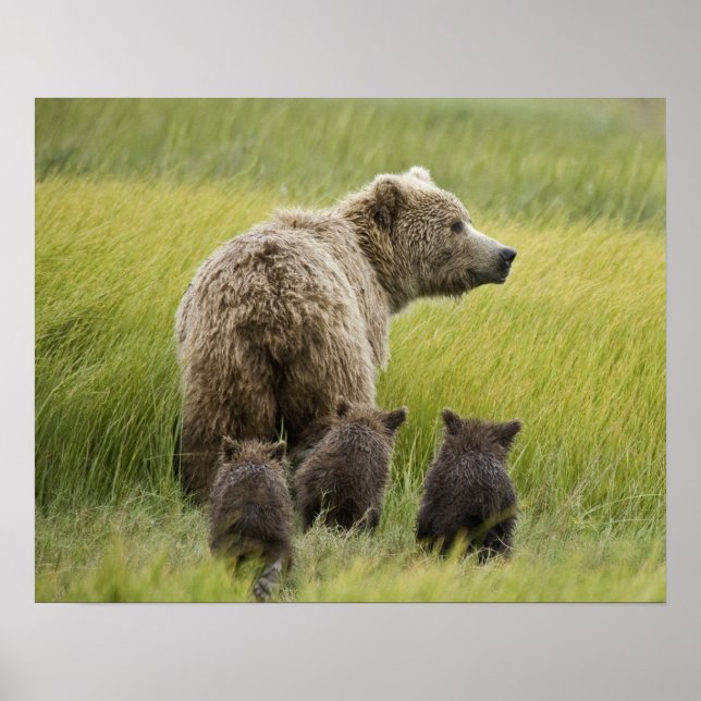 Póster Estados Unidos, Alaska, Parque Nacional Lake Clark (Frente)