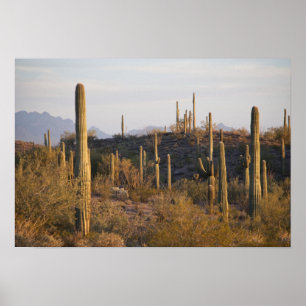 Póster Estados Unidos, Arizona, desierto de Sonoran, jo, 