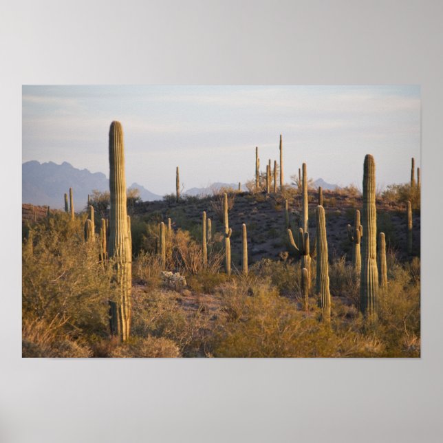 Póster Estados Unidos, Arizona, desierto de Sonoran, jo,  (Frente)