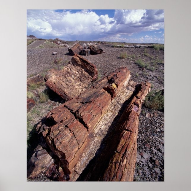 Póster Estados Unidos, Arizona, Parque Nacional del Bosqu (Frente)
