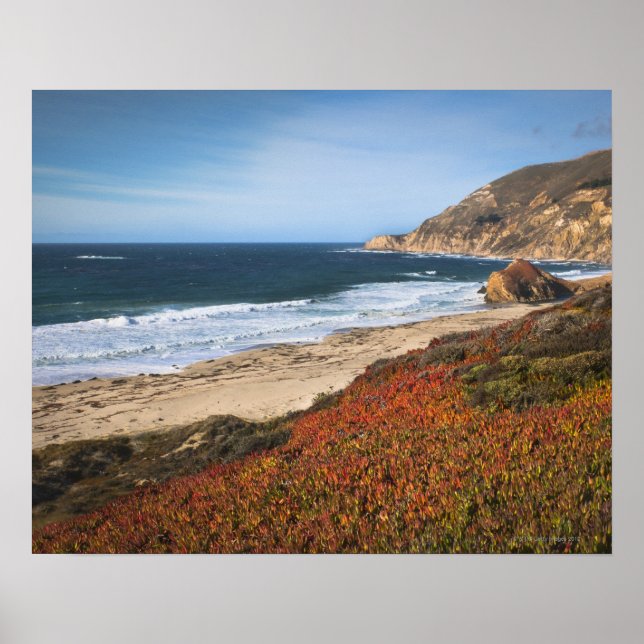 Póster Estados Unidos, California, Big Sur, Plantas rojas (Frente)