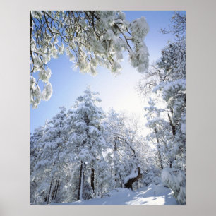 Póster Estados Unidos, California, Bosque Nacional Clevel