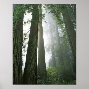 Póster Estados Unidos, California, Parque Nacional Redwoo