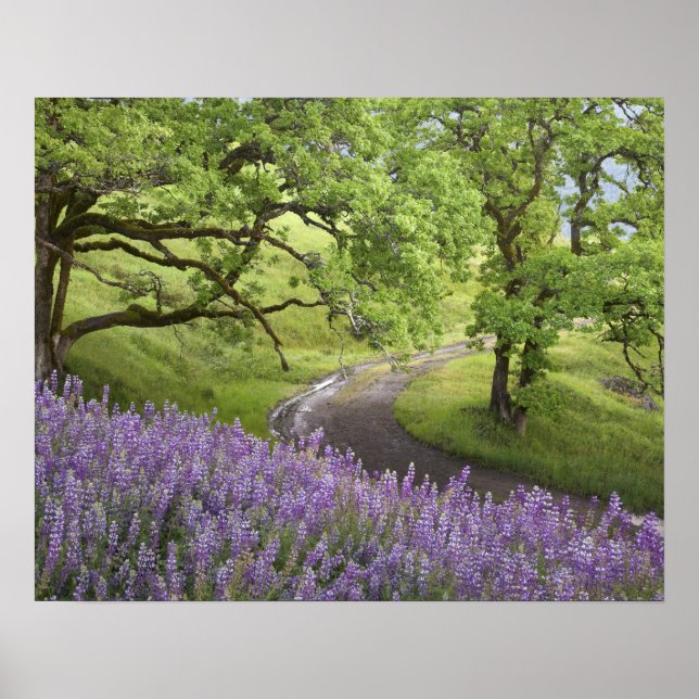 Póster Estados Unidos, California, Parque Nacional Redwoo (Frente)