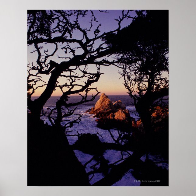 Póster Estados Unidos, California, Point Lobos, ciprés y (Frente)