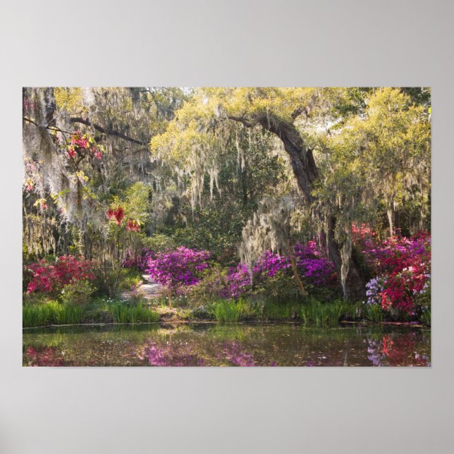 Póster Estados Unidos, Carolina del Sur, Charleston. Árbo (Frente)