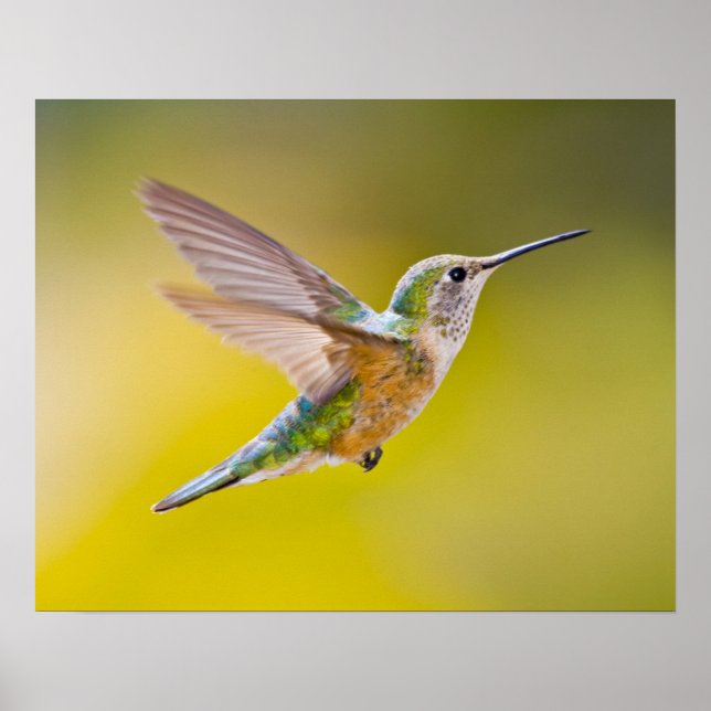 Póster Estados Unidos, Colorado, Condado de la Cumbre, He (Frente)