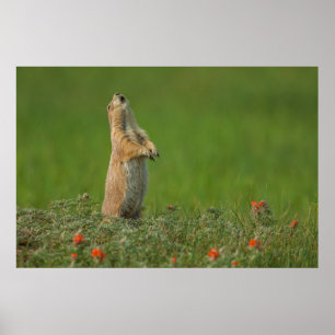 Póster Estados Unidos, Dakota del Sur, Parque Estatal Cus