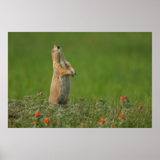 Póster Estados Unidos, Dakota del Sur, Parque Estatal Cus (Frente)