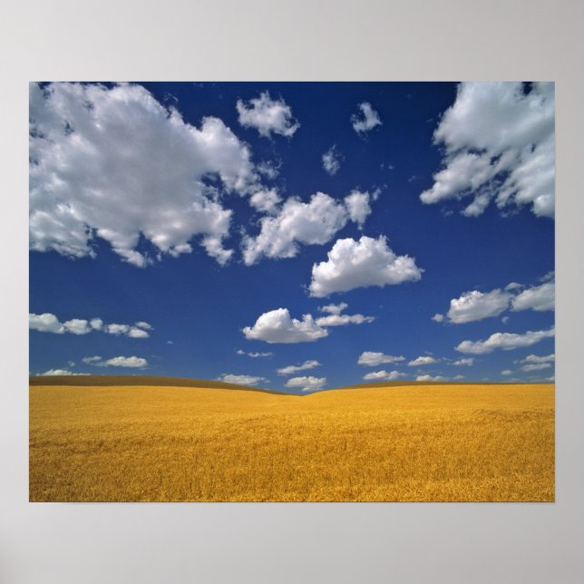 Póster Estados Unidos, Estado de Washington, Colfax. Coli (Frente)